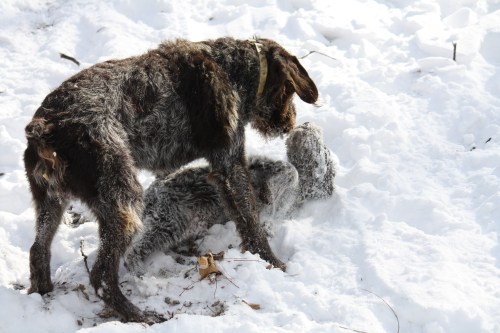 Sam showing Tor how the boys play