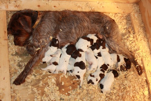 BB and the 13 puppies at 1 week old