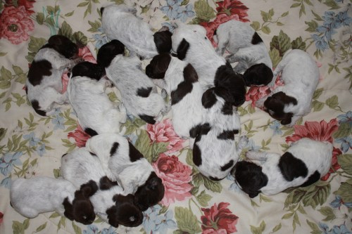 The 13 puppies hanging out