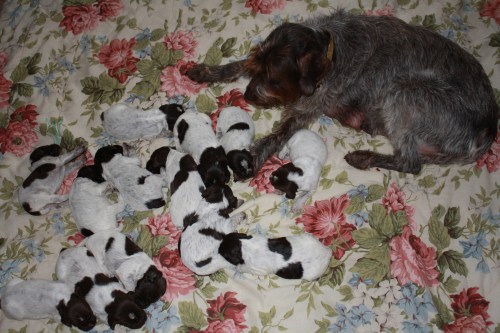 The litter and mama BB hanging out in the living room.