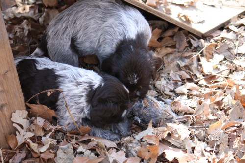 More sniffing the quail