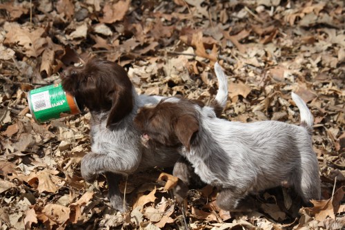 Playing with a wayward food can