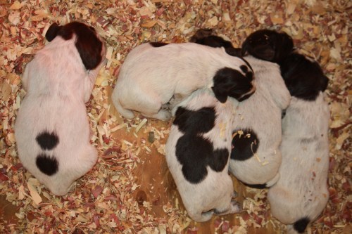 H Litter taking a nap