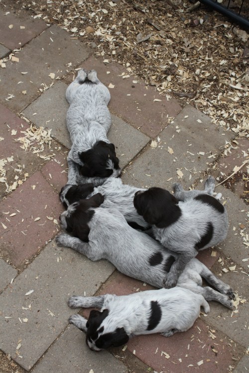 "H" Litter at 3.5 weeks old