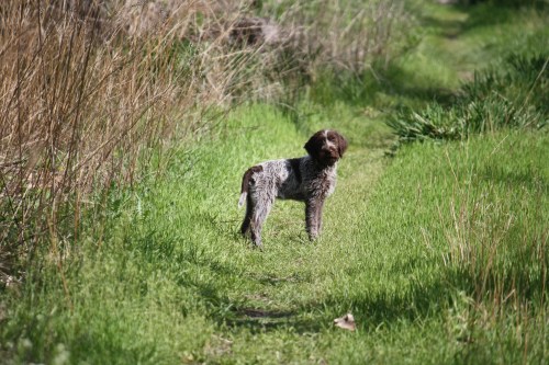 Three month old Fire getting used to working out in front.