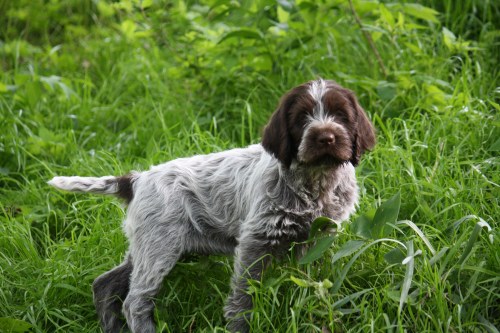Harold goes to North Dakota
