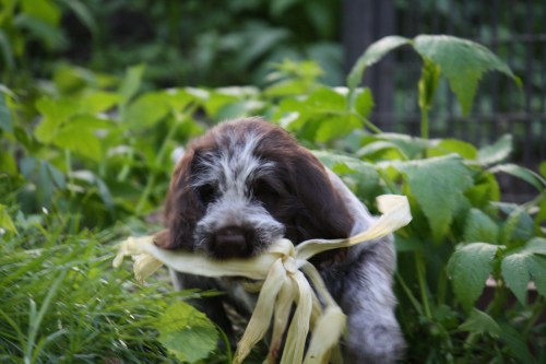 Hez will live in Maine