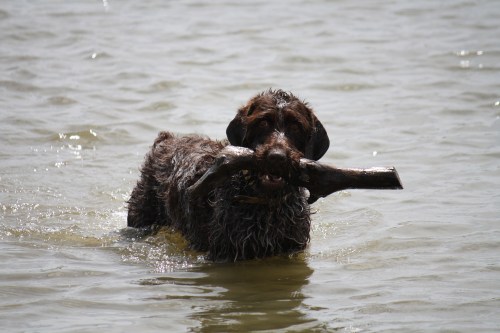 Sam found himself a big stick.