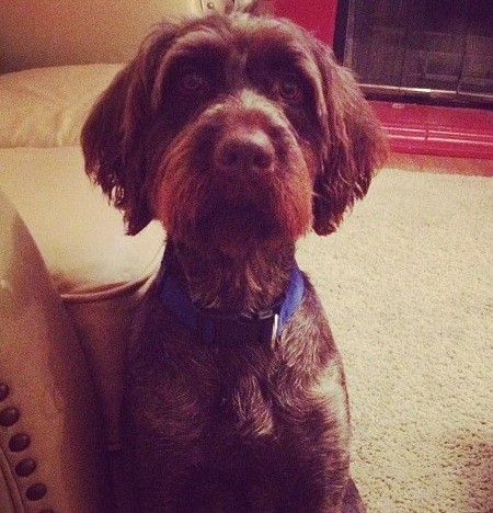 Maggie keeps her coat trimmed for the Alabama heat