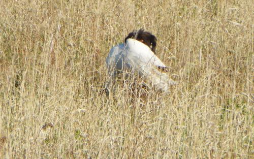 TracHer and the duck in the field