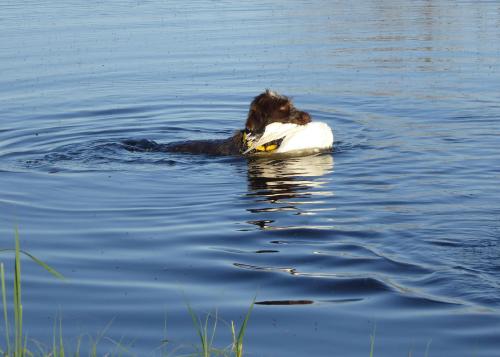 TracHer's water retrieve