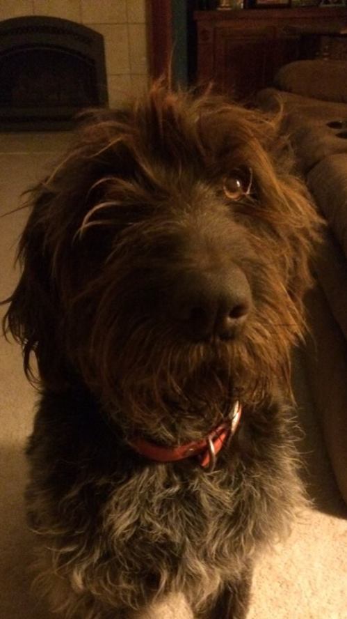 Whiskey is a handsome dude