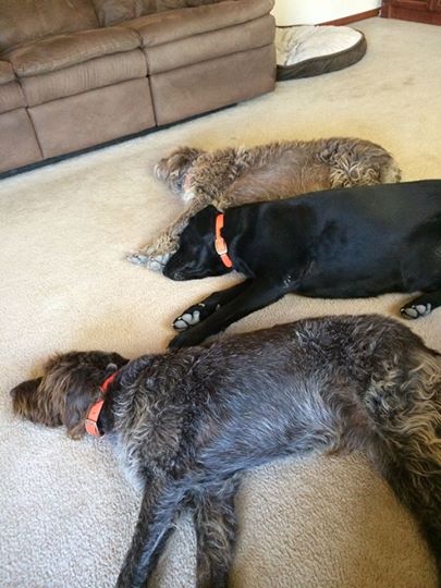 Whiskey (front) and friends beating the Nevada heat