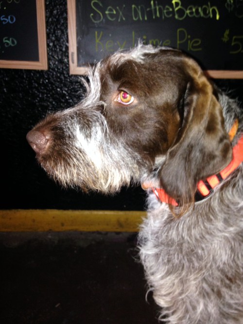 Belle at Finnegan's Pub