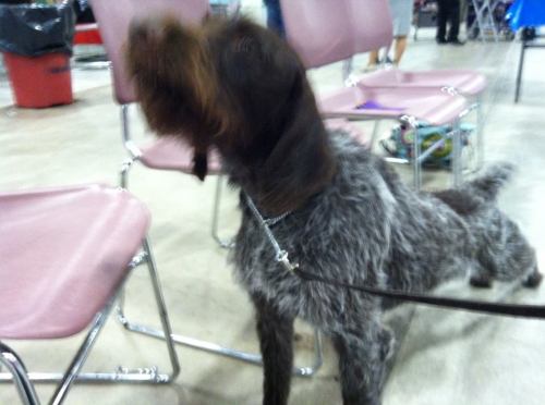 Midge has a stretch after her BOB win at Montana Expo Park