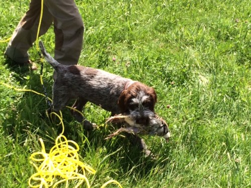 Moose retrieving a chukar