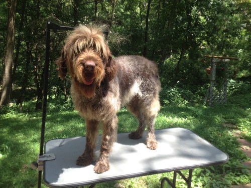 Ben after being brushed, before trim