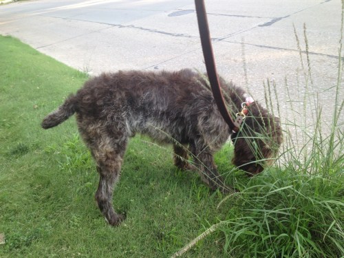 Ben after a full trim and bath