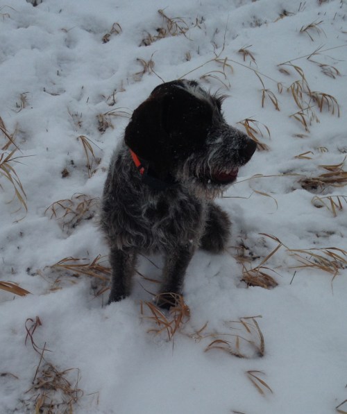 Belle in the Kansas snow