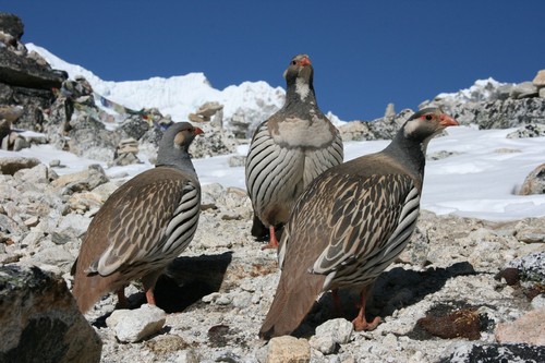 Himalayan Snowcock in Nepal (photo from summitpost.org)