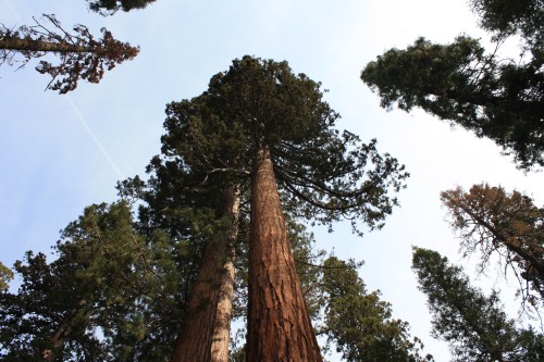 Giant Sequoia