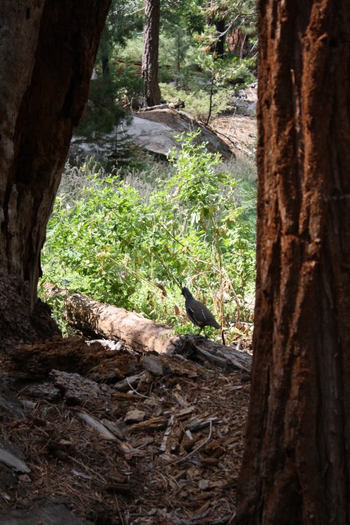 Feeling pressure, they moved into the trees