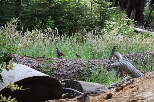 Male Mountain Quail with one of his 6-8 chicks
