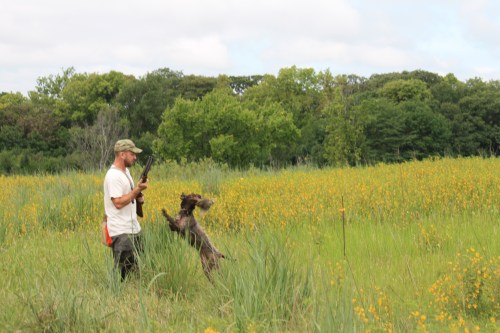 Fire showing off her prey drive on the flush