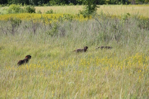 Three dogs in the grass