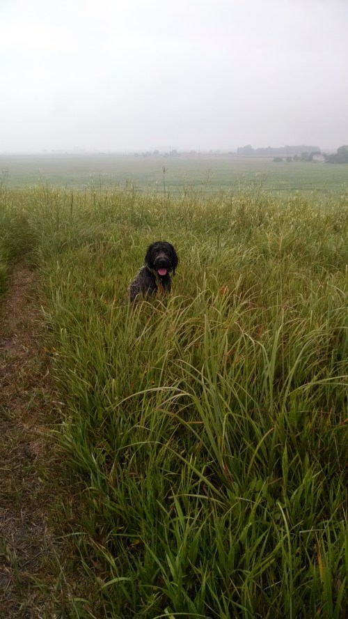 Josie in the field