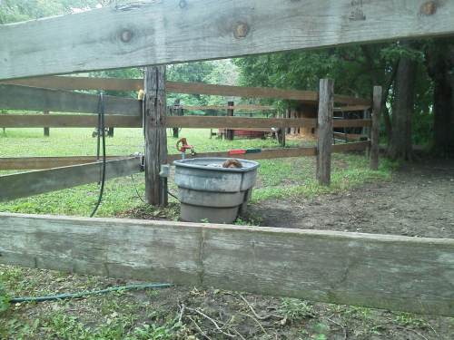 Eli in the stock tank