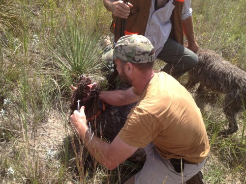 Charles pulls quills out of Sam as Ryan restrains BB.