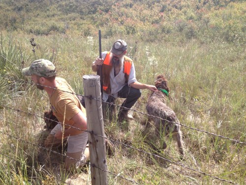 Another shot of the quill pulling