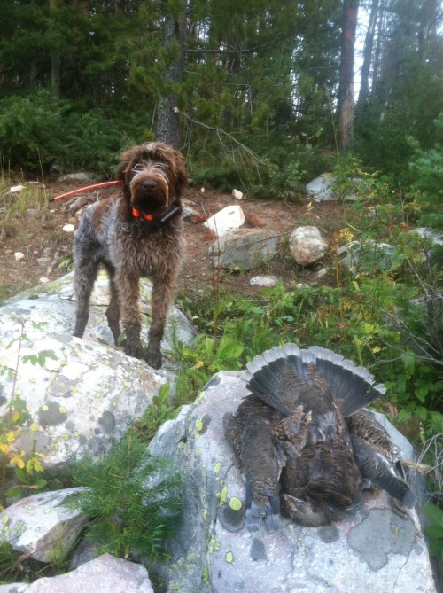 Harry and Blue Grouse