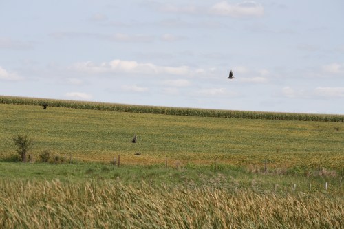 Snipe in flight