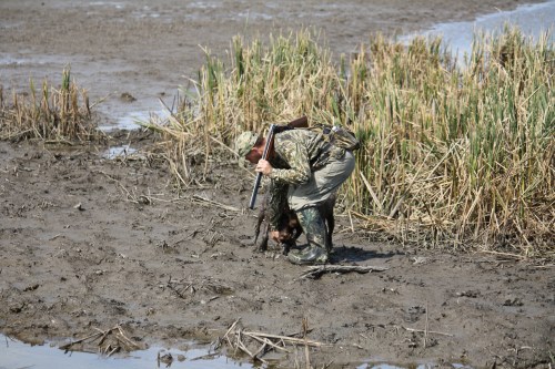 BB brings a snipe to hand on a mud flat.