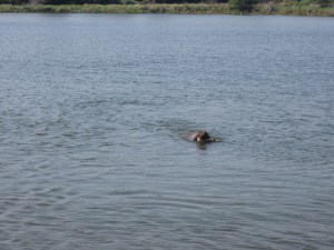 Fire bringing in a long water retrieve of a canvas  dummy.