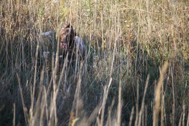 BB working the thick tallgrass cover