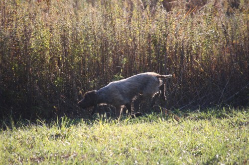 Fire successfully working the track.