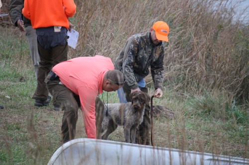 Fire getting excited when seeing the bumpers