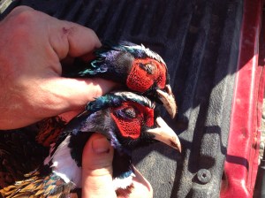 Notice the size of the pheasant nostrils