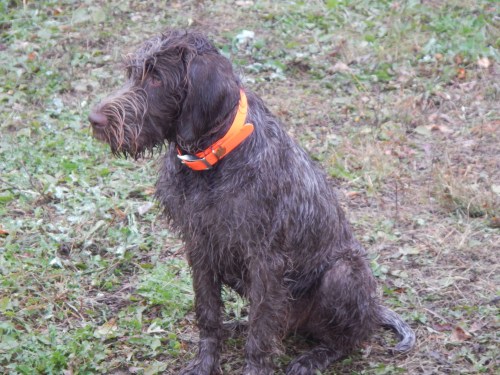 Moose is looking handsome at 7 months old.