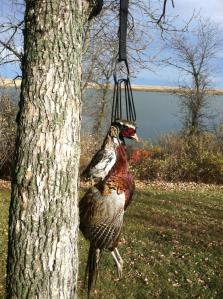 Snipe and Rooster from Wednesday, October 22nd