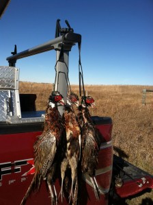 North Dakota Rooster Limit