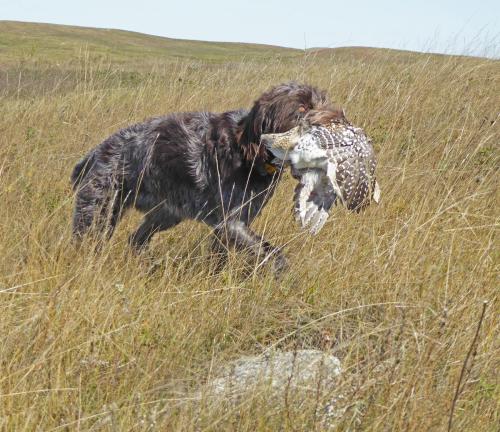 Closeup of TracHer and the sharptail
