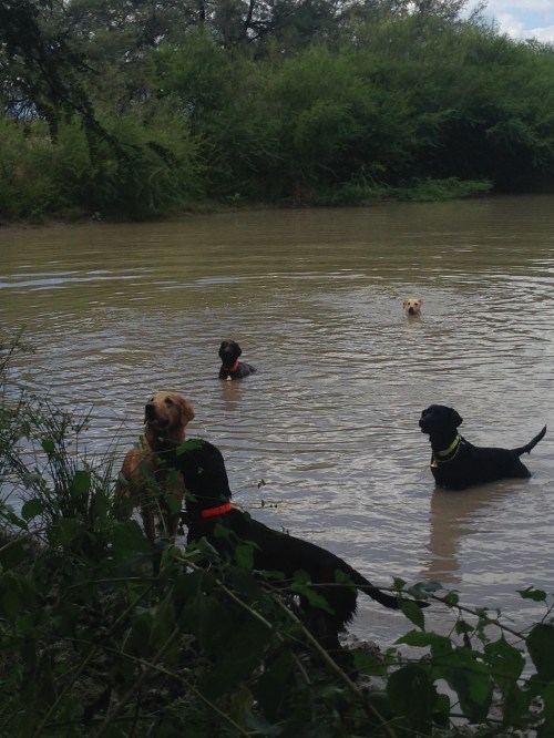Four labs and a griff cooling off.