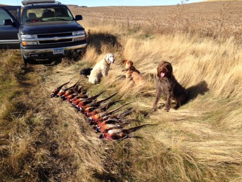 Trucks, dogs, and birds is where it's at!