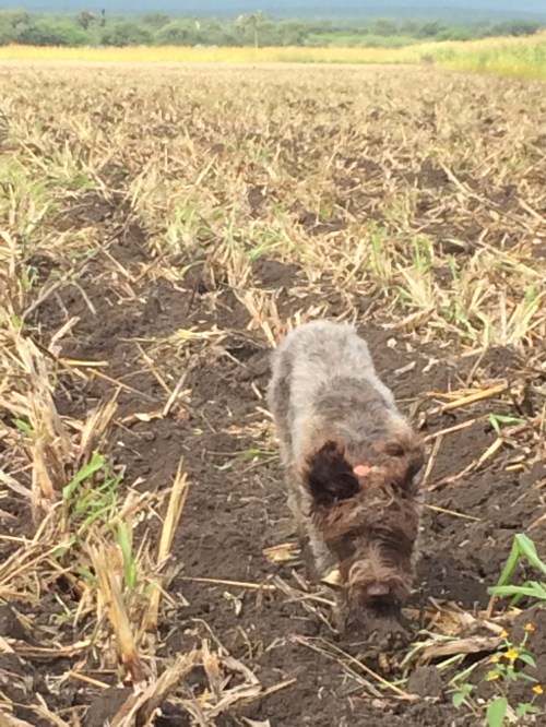 Freyja coming back in.