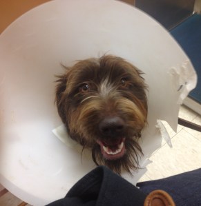 Fire getting ready to have her cone removed.