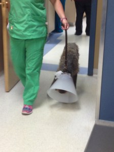 Fire at the emergency vet